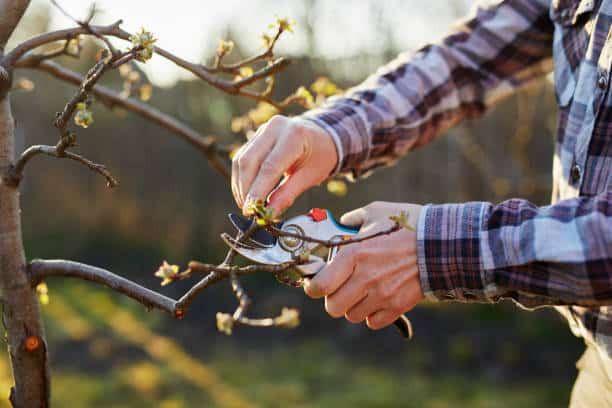 Close-up of a male gardener’s hand pruning a fruit tree